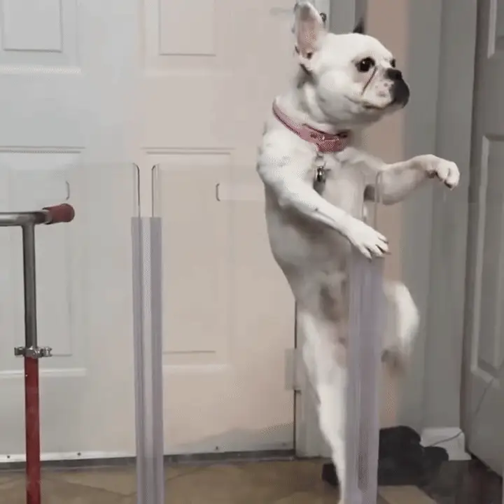 Wall Mount Zig Zag Gate (Tall) - Image 17