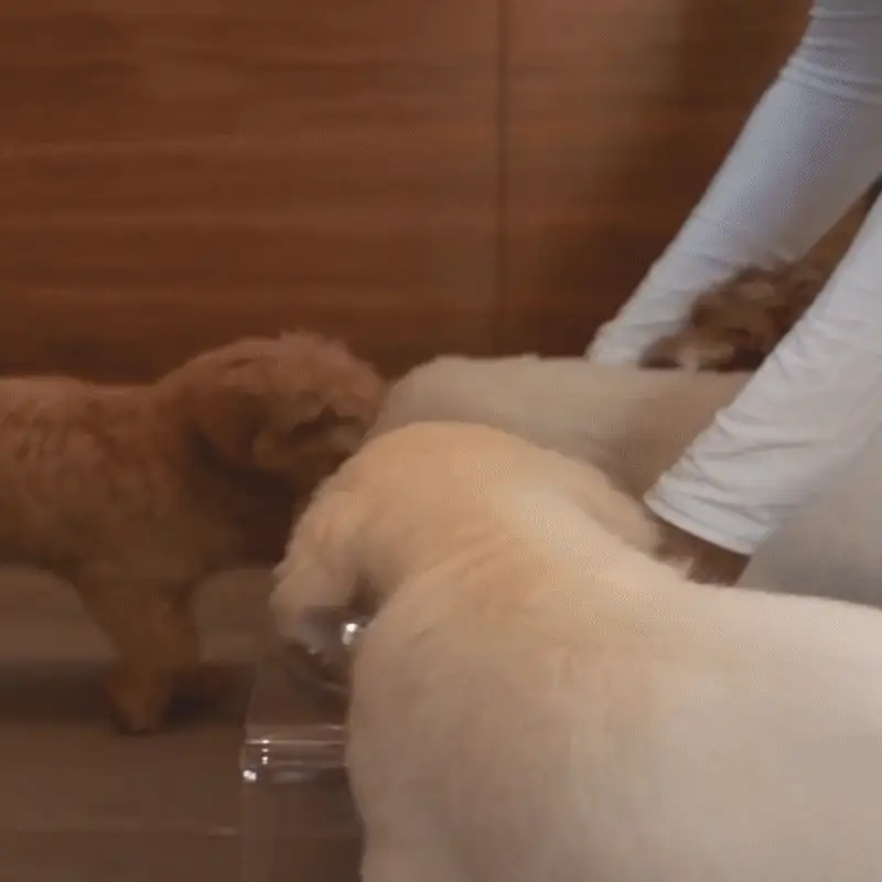 Medium Triple Gold Feeder - Image 4